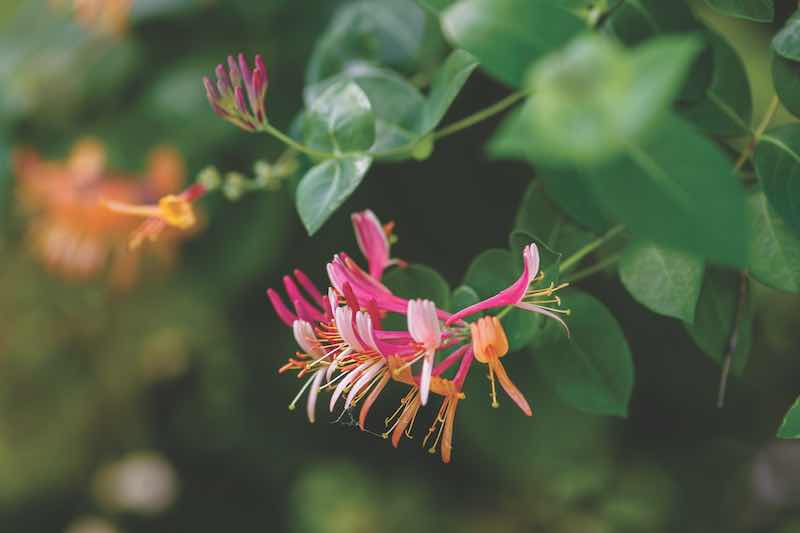 Honeysuckle, or Goat Honeysuckle , or Fragrant Honeysuckle ( lat. Lonicera caprifolium ) is a climbing shrub