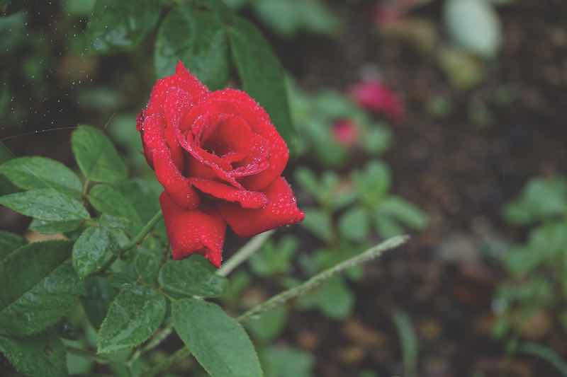 red rose and raindrops, elegant shape and fine drops