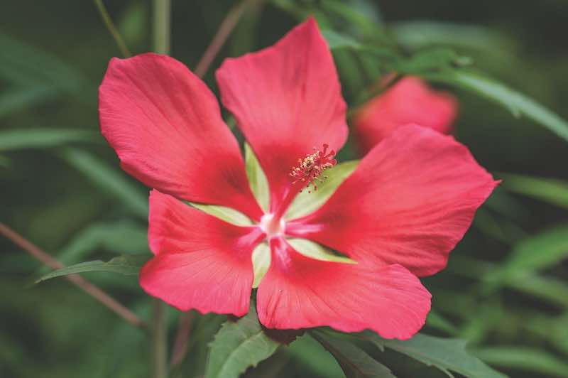 A closeup shot of beautiful Scarlet Swamp Hibiscus flower growing in the garden on a green background