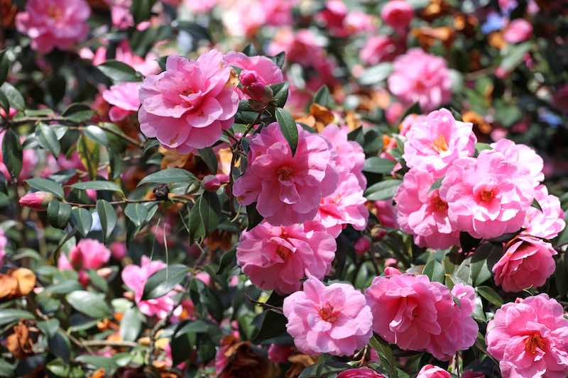 Pink Camellia ÔDonationÕ in flower
