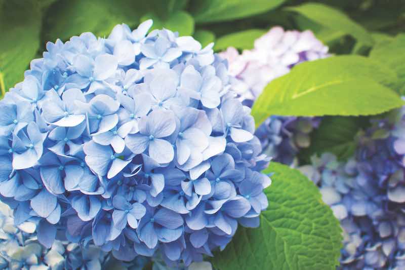 Beautiful blue hydrangea or hortensia flower close up. Artistic natural background. flower in bloom in spring