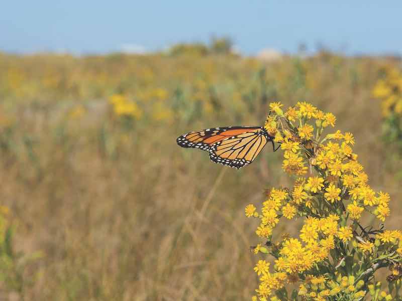A monarch butterfly perches on a stand of yellow flowers (seaside goldenrod) in the middle of a field of coastal grasses.
