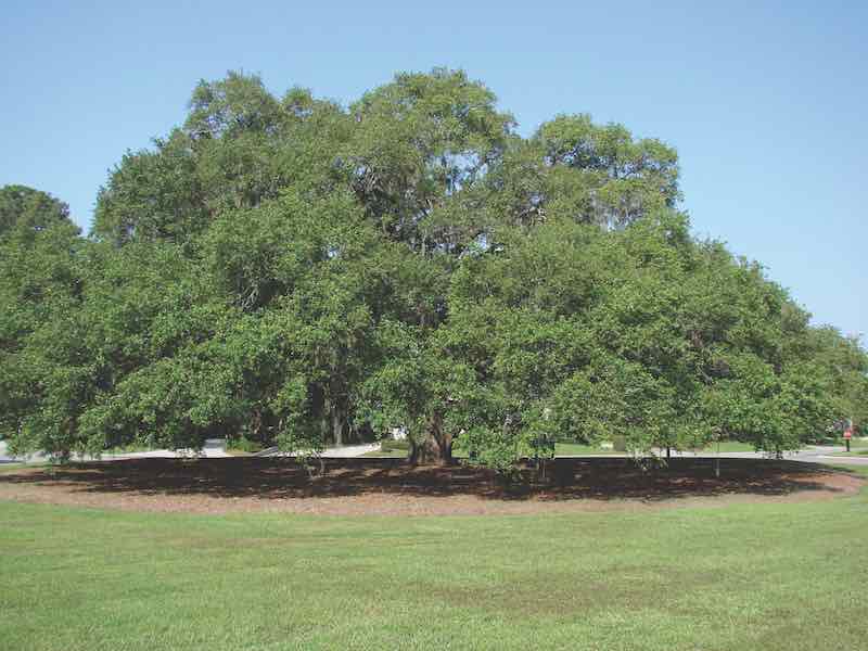Tailbird Live Oak, Outerbridge Circle, Hilton Head Plantation