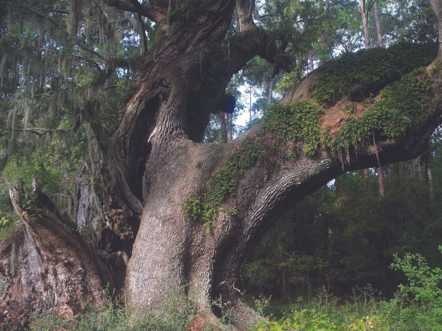 A journey through the iconic oaks of the Lowcountry