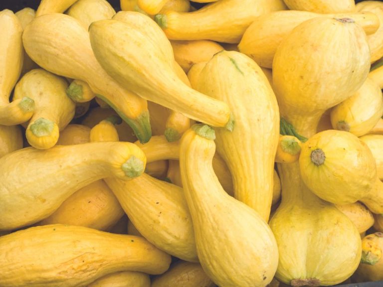 What’s Fresh in August? Yellow Squash
