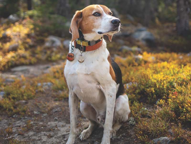 Senior American Foxhound Hiking in Colorado Forest