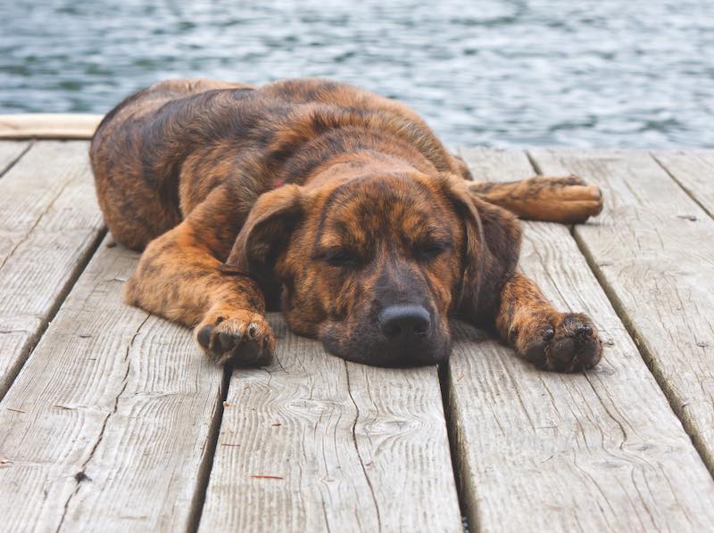A brindled Plott hound puppy on a dock