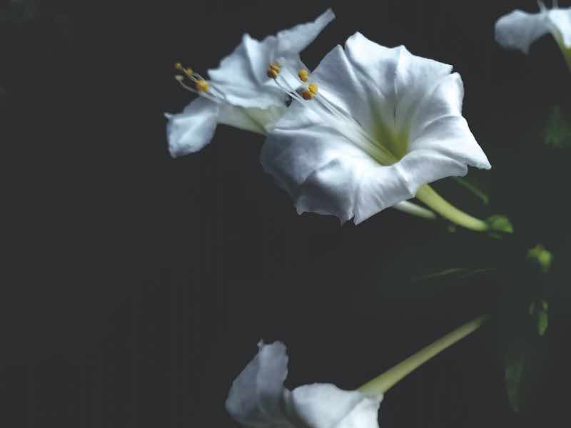 mirabilis Jalapa known as four o'clock flower. white in the dark scene. the pure white color on the dark environment