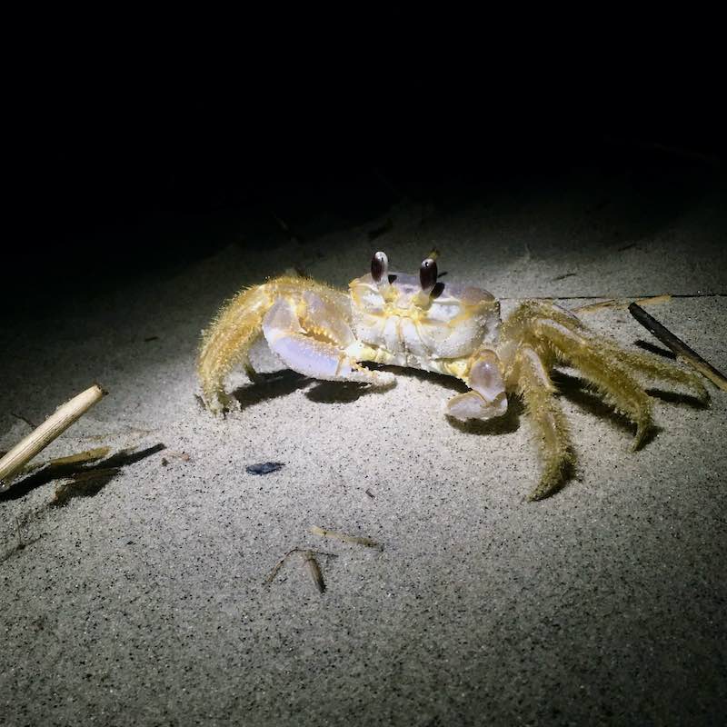 A Ghost Crab (Sand Crab) at night on Folly Field beach, Hilton Head Island.