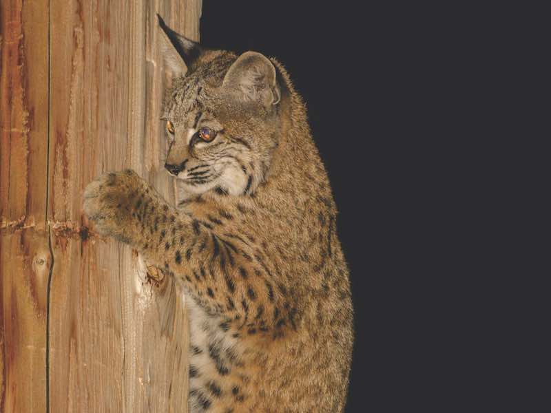 Young bobcat hanging on pole at night