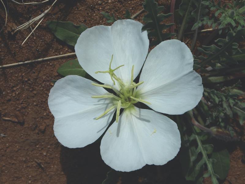 White evening primrose, Sonoita, AZ.