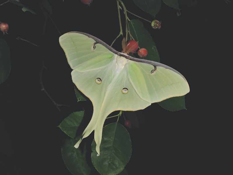 A luna moth rests on vegetation.