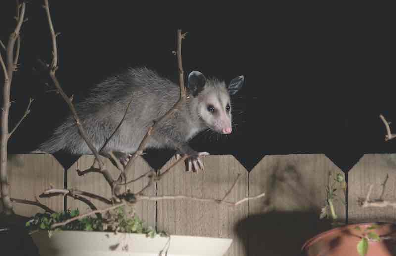 The Virginia opossum (Didelphis virginiana) walks by the fence at night.  Surprise Guest