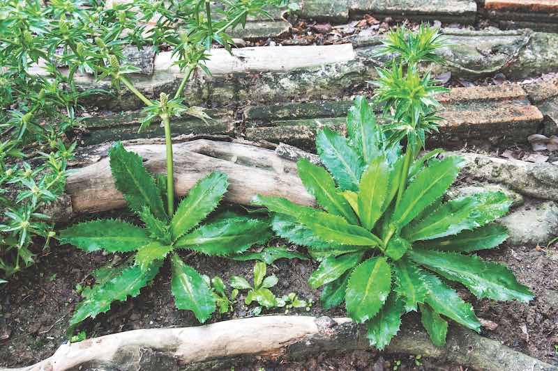 Culantro (Apiaceae). Culantro vegetable leaves plants background. Sawtooth coriander