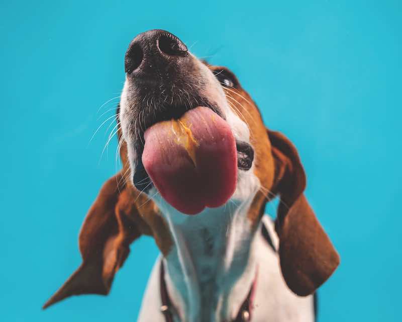 Coonhound dog with tongue out licking peanut butter.
