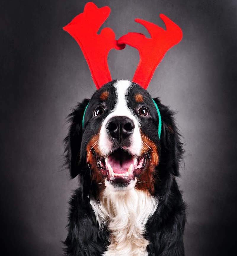 Bernese mountain dog  dressed up in reindeer antlers. Christmas dog.