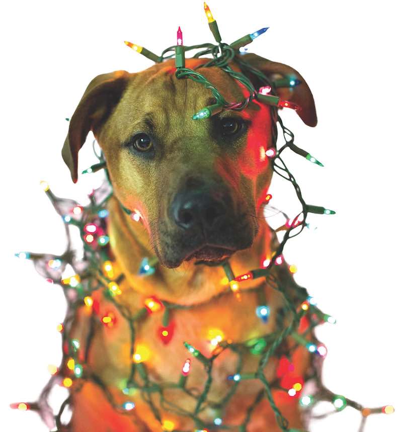 Dog wrapped in colorful christmas lights