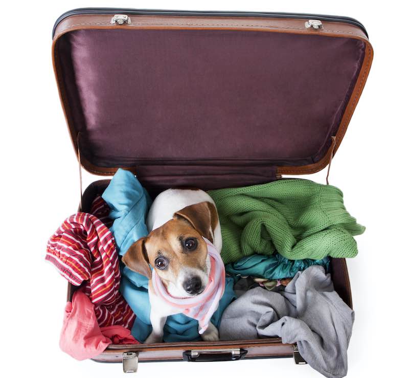 Cute dog sits in a suitcase for traveling with brightly colored things inside of it with a stylish pink scarf around her neck. Take me with you on vacation. White background