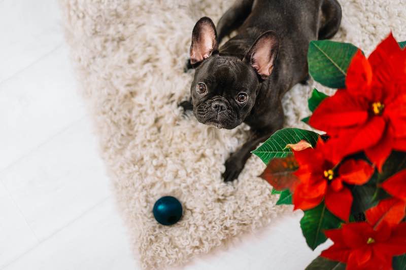 French bulldog playing at home