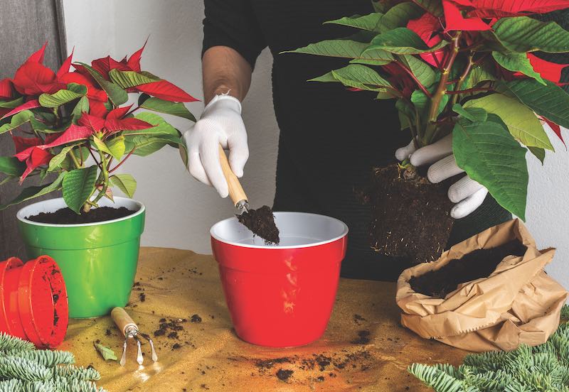 Transplanting Poinsettia Christmas Flowers into red and green pots, man transplanting flowers, home decoration at Christmas,Merry Christmas Concept