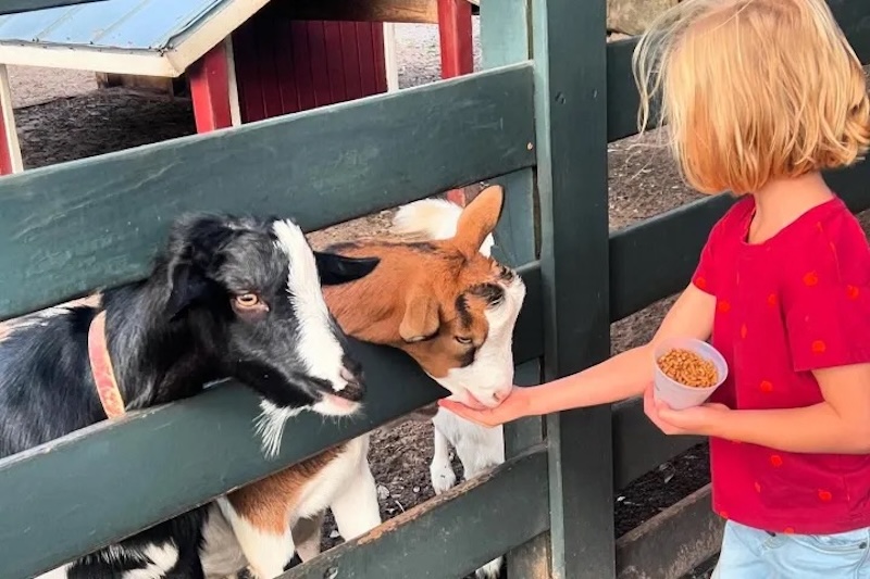 Lawton Stables Small Animal Farm