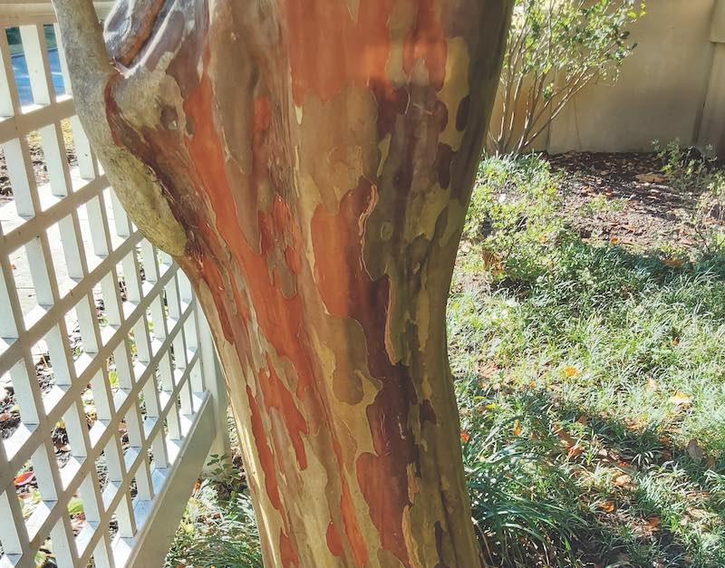 Natchez crape myrtle bark