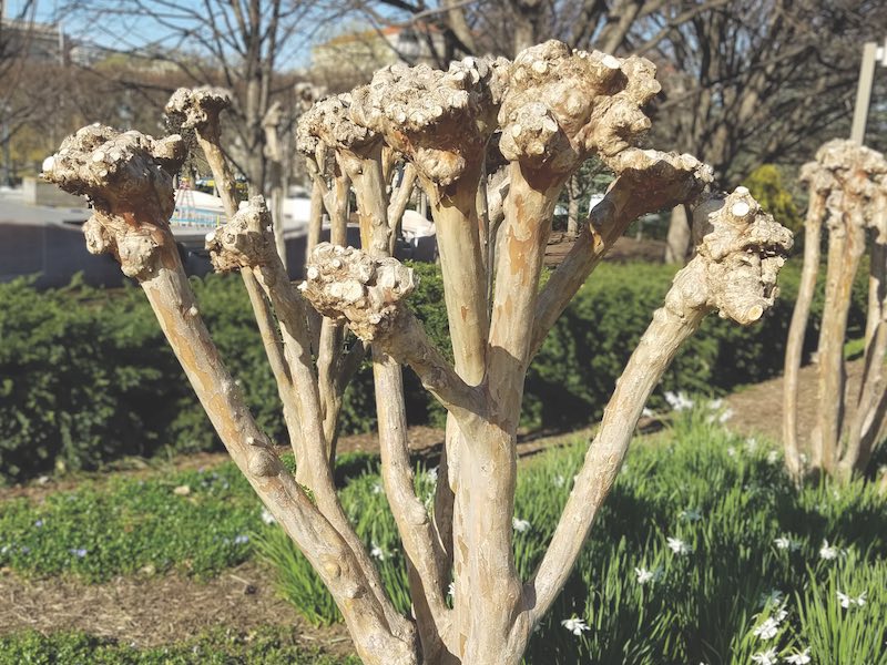 Springtime landscape background with a pruned Crape Myrtle tree trunk ready to start growing.