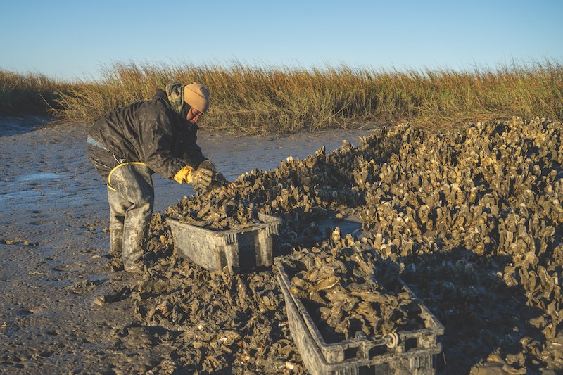 Johnnie Jenkins collecting oysters