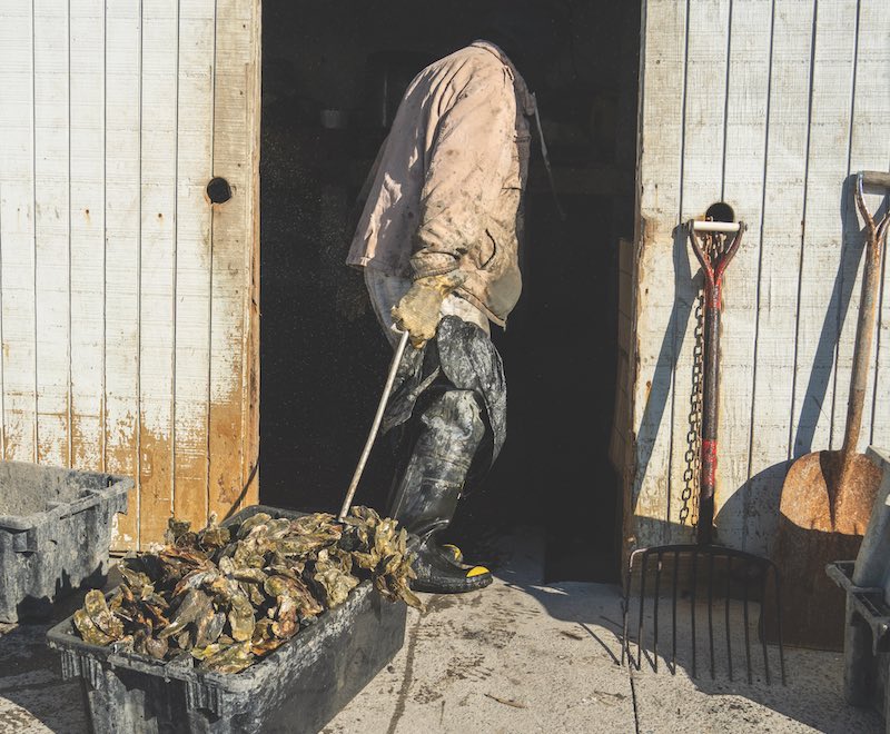 A man pulling a bucket full of oysters