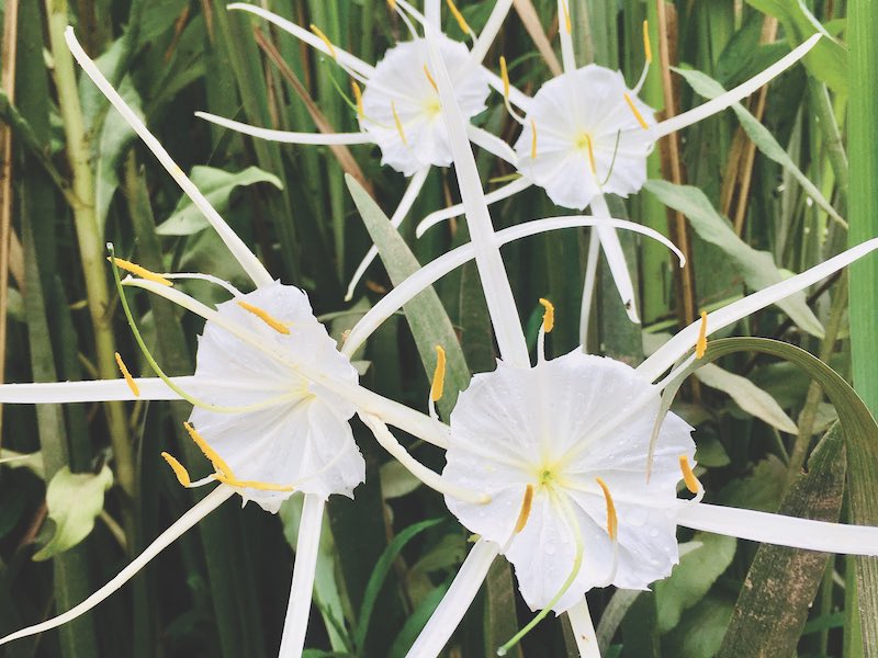 Abercorn Creek - White blooms of Hymenocalis occidentalis