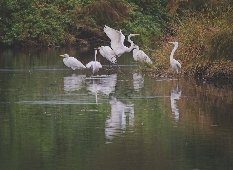 View of a Great Egret flying away from the flock. Cypress Wetlands, Port Royal, South Carolina, USA, November 12th, 2023