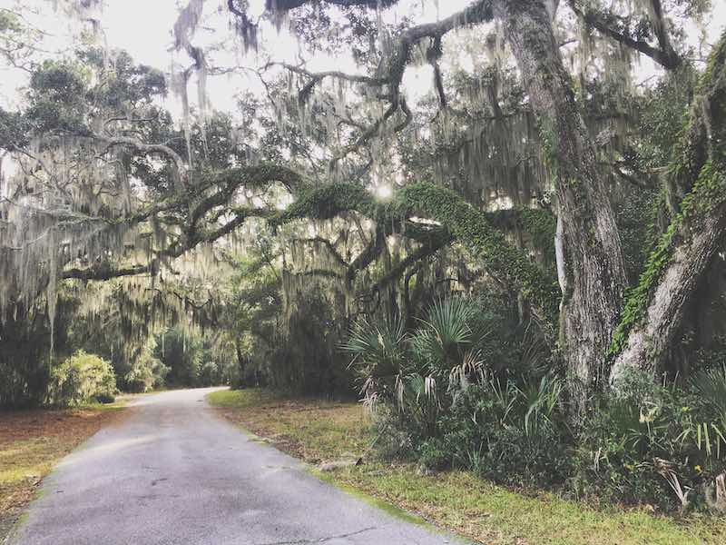 Harris Neck National Wildlife Refuge - pathway with moss covered oak trees