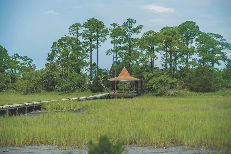 palmetto forest on hunting island beach