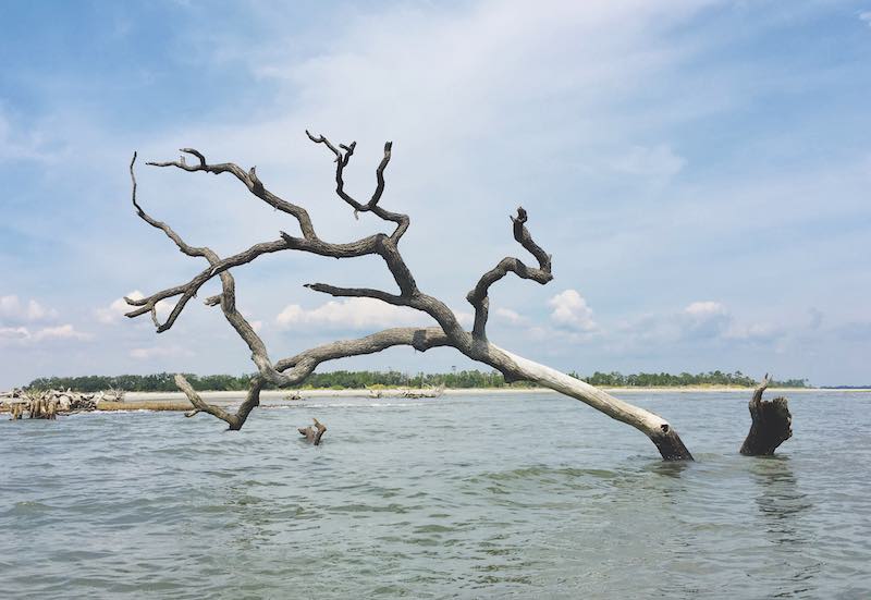 Little Tybee Island - Tree in the water