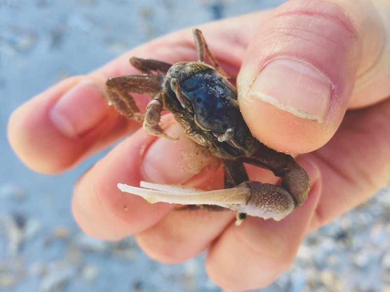 Person holding a fiddler crab in their hand