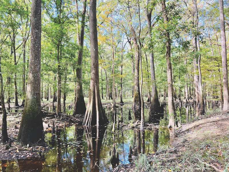 Savannah River Nature Trail, Webb Wildlife Management Area
