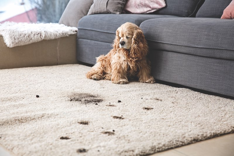 Funny dog and its dirty trails on carpet