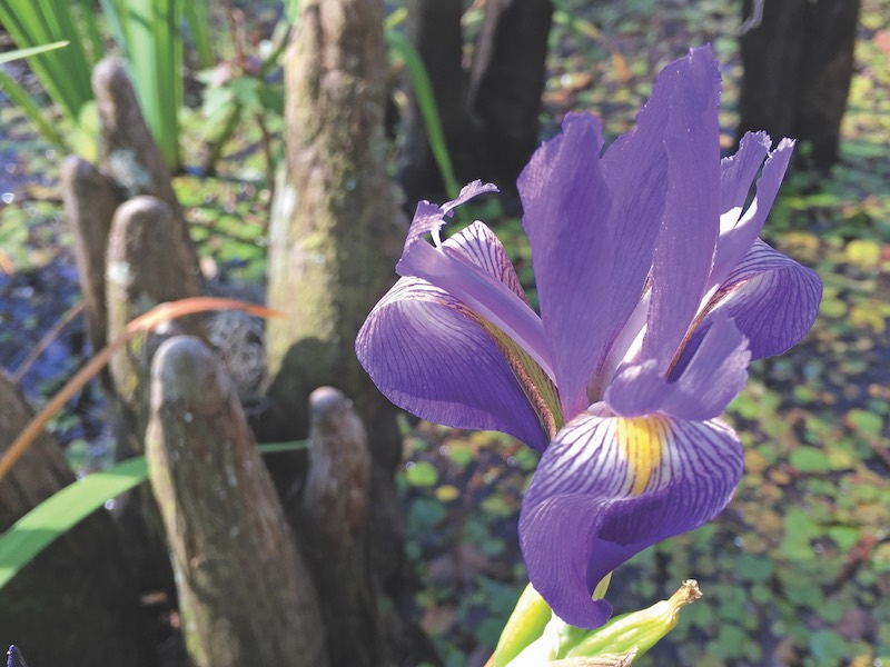 Tupelo Trail, Savannah National Wildlife Refuge - Native Blue Flag Irises