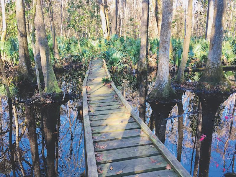 Tupelo Trail, Savannah National Wildlife Refuge