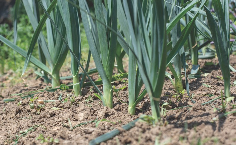 Organic Leeks (Allium ampeloprasum) growing in the garden. The broadleaf wild leeks in a soil.