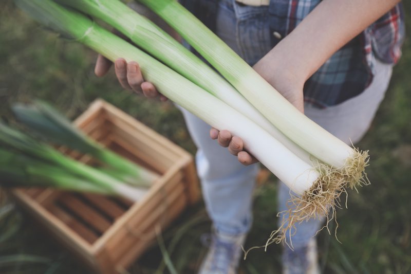 Woman holding fresh raw leeks outdoors, above view
