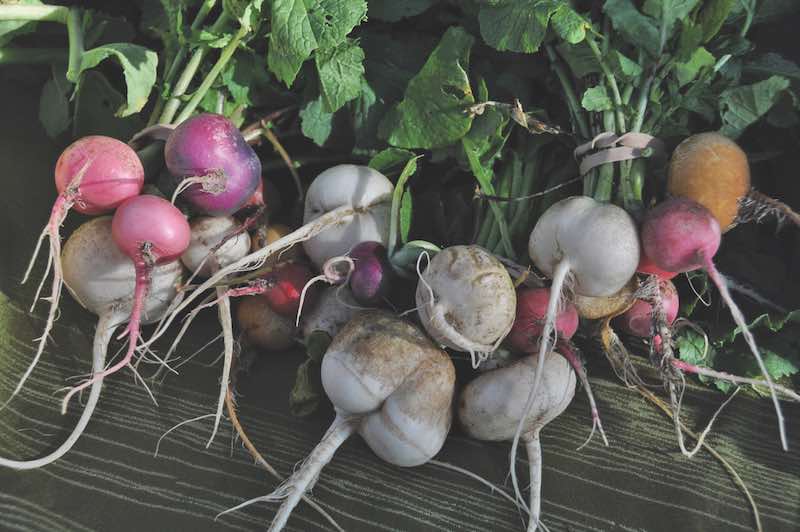 Root produce just pulled out of the ground