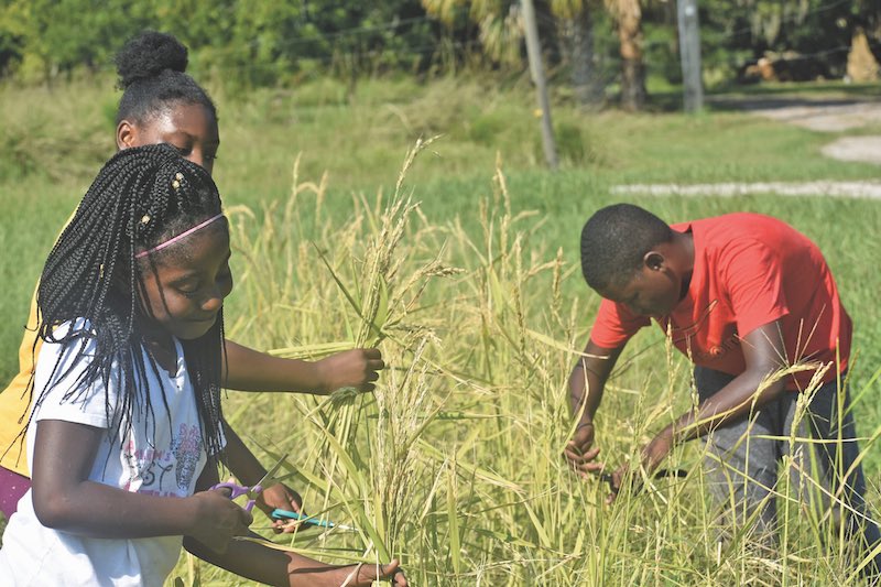 Marshview Community Organic Farm - Kids Farming