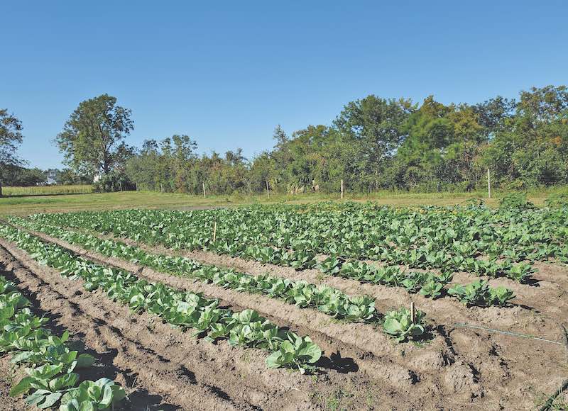 Marshview Community Organic Farm