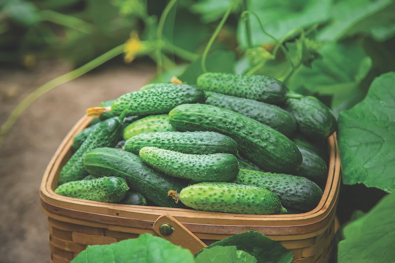 Harvest cucumbers in a basket. Selective focus. Food.