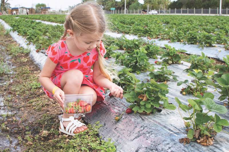 A smiling Little girl picks strawberries on the u-pick strawberry farm.