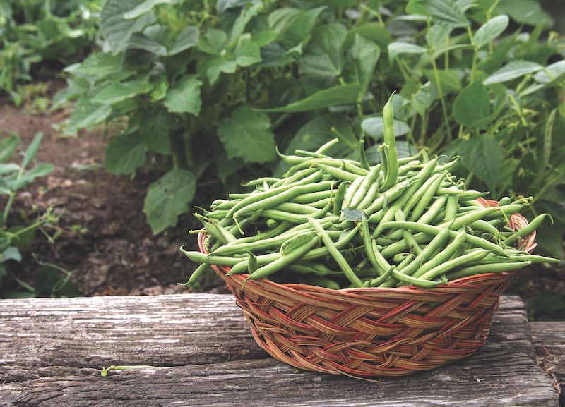 fresh green beans picked and put in a wicker basket