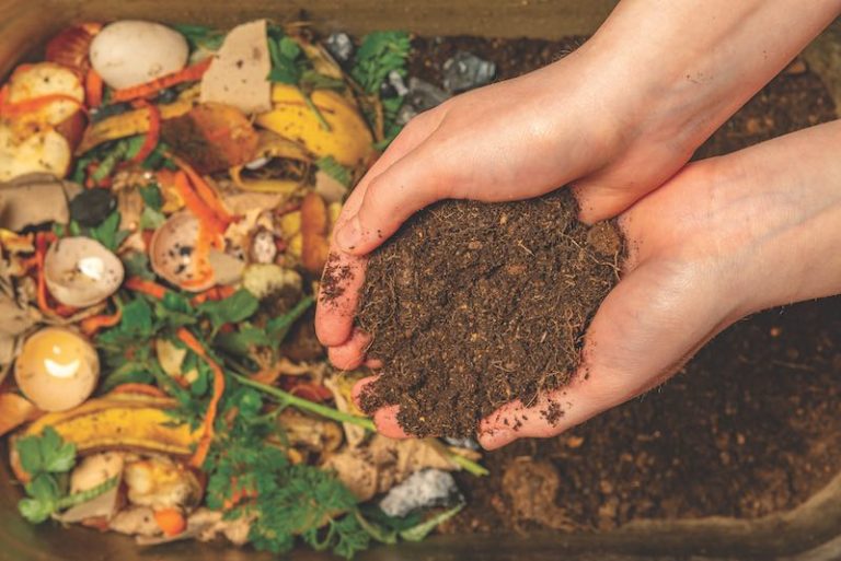 Innovative ways to repurpose your produce leftovers | LOCAL Life SC ...