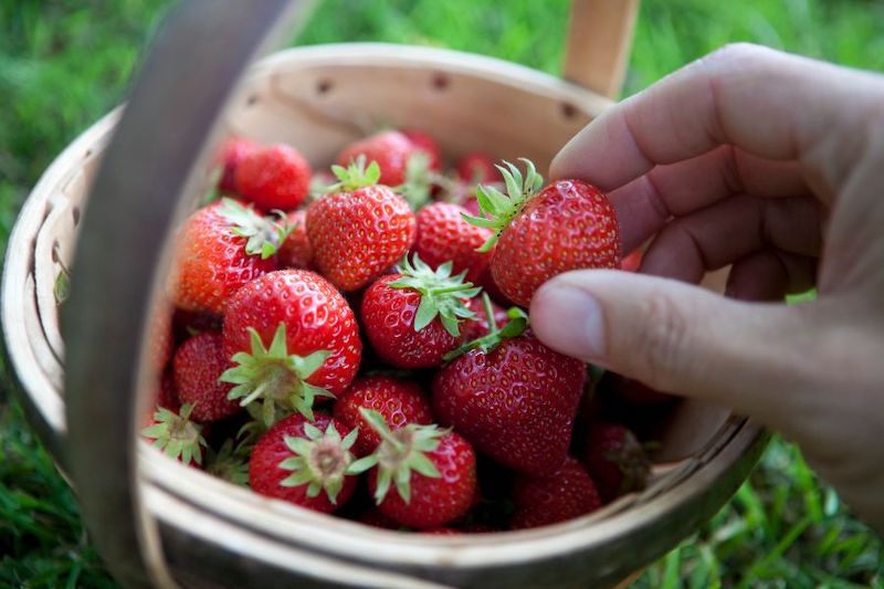 Strawberries in a basket with person picking one up