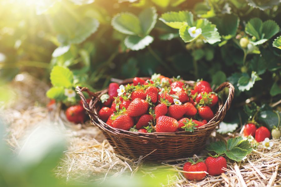 Strawberries in a wicker basket in a field with greens surrounding it